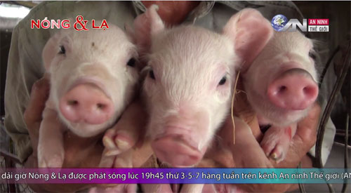 Heo nghe nhạc mang lại lợi nhuận khủng của "đại gia" Vĩnh Long - 2