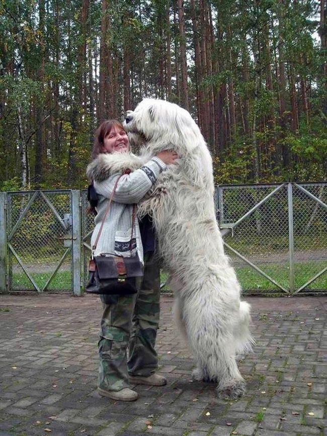 Khi đứng bằng hai chân sau, chú chó khổng lồ này cao hơn hẳn chủ nhân của mình.