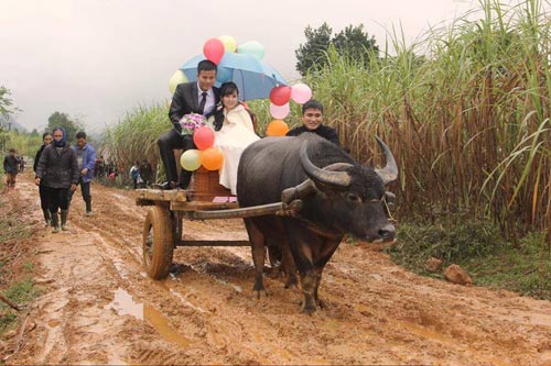 Rước dâu bằng xe trâu gây ấn tượng ở Nghệ An - 1