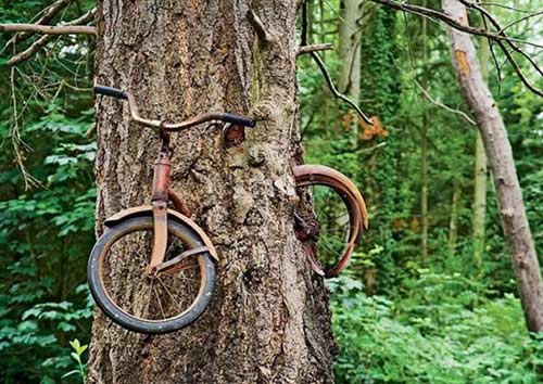 Khám phá cây "ăn xe đạp", cây biết "ôm" - 1