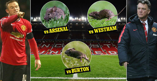 MU đang đánh "giặc chuột" tại sân Old Trafford - 2