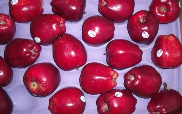 Vi khuẩn trong táo Mỹ nhập khẩu có thể gây nhiễm trùng máu - 1