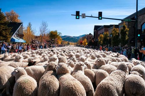 Ấn tượng hàng ngàn chú cừu diễu hành tại Mỹ - 1