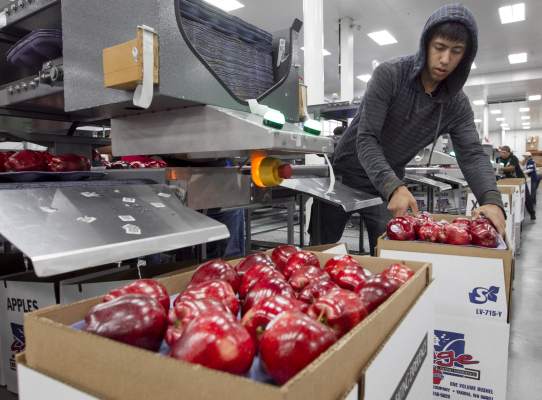 Việt Nam đã nhập khẩu trên 1.200 tấn táo Mỹ từ đầu năm 2015 - 1