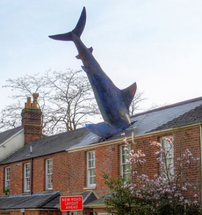 Thật khó hiểu khi chú cá mập cắm đầu trên mái nhà
