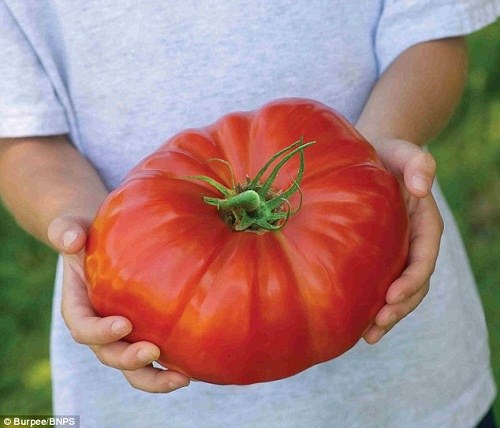 Giống cà chua lớn nhất thế giới được bán ở Anh - 1