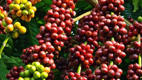 Đắk Lắk mạnh tay chi 20 tỷ đồng cho lễ hội cà phê 2015 - 1