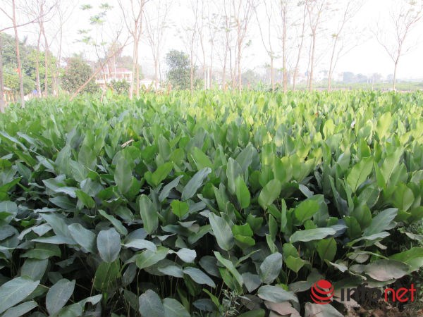 Về làng trồng lá dong lớn nhất Hà Nội - 1