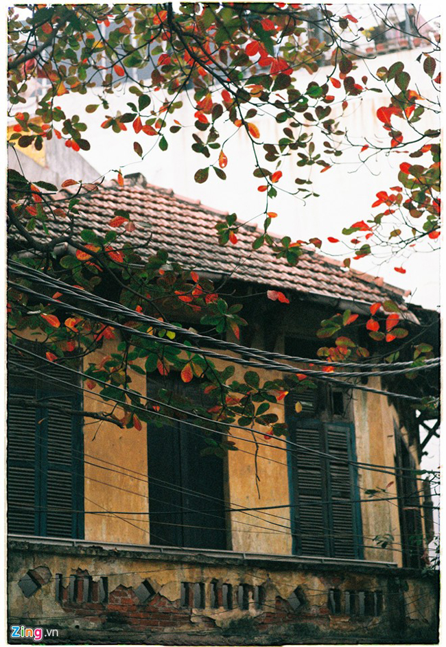 '...cây bàng lá đỏ, nằm kề bên nhau phố xưa nhà cổ mái ngói thâm nâu...', một hình ảnh quen thuộc trong câu hát của bài Nhớ mùa thu Hà Nội đã đi vào lòng những người yêu mến thủ đô.
