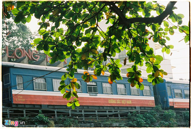 Tán bàng đang dần chuyển màu thay lá bên ga Long Biên.
