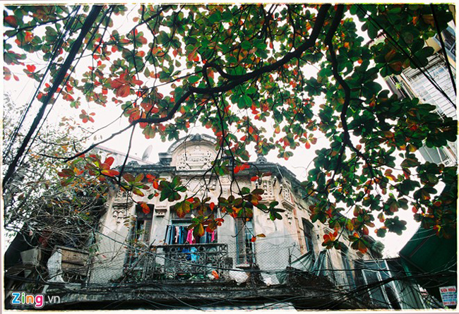 Căn biệt thự Pháp cổ đầu phố Hàng Chai đẹp như một bức tranh dưới tán bàng đang chuyển dần từ xanh sang đỏ.
