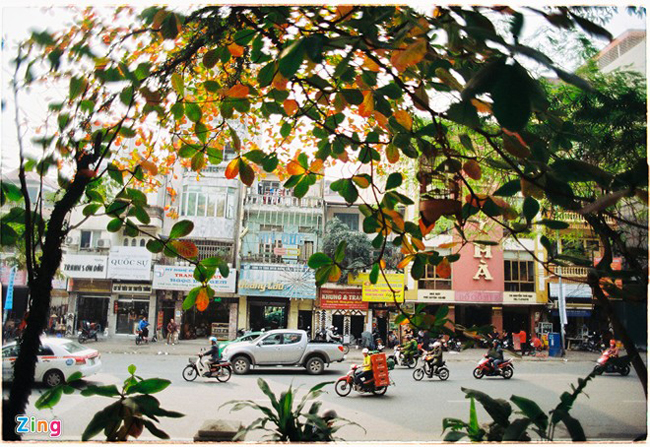 Các tuyến phố có nhiều cây bàng ở Hà Nội như Nguyễn Thái Học, Tràng Thi, Hàng Cân, Cửa Nam, ngõ Hàng Bột, Phùng Hưng...
