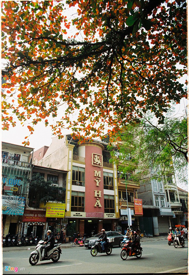 Cây bàng lớn trước cổng Viện Goethe trên phố Nguyễn Thái Học xòe tán xum xuê trên đầu người đi đường.
