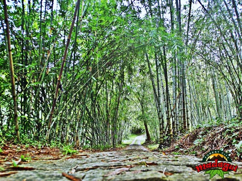 Khám phá khu du lịch rừng Madagui - 1
