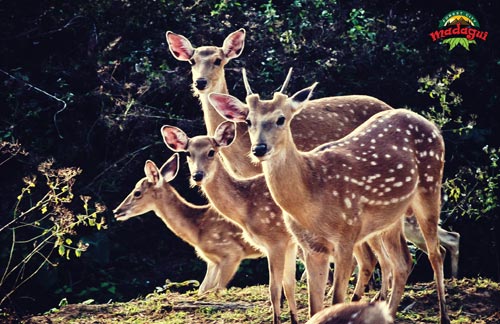 Khám phá khu du lịch rừng Madagui - 2