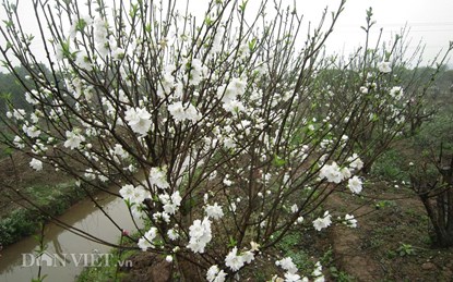 Hoa đào trắng tinh khiết sẽ xuất hiện tại chợ hoa Thủ đô - 1