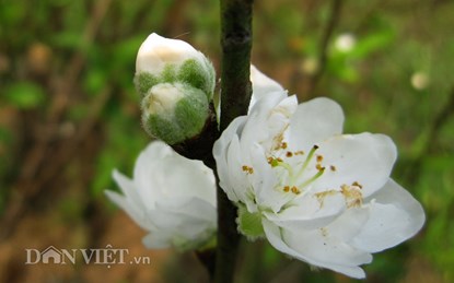 Hoa đào trắng tinh khiết sẽ xuất hiện tại chợ hoa Thủ đô - 3
