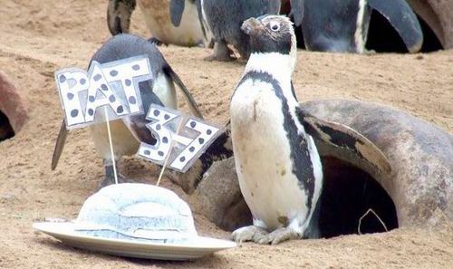 “Cụ” chim cánh cụt cao tuổi nhất nước Anh mở tiệc sinh nhật - 1