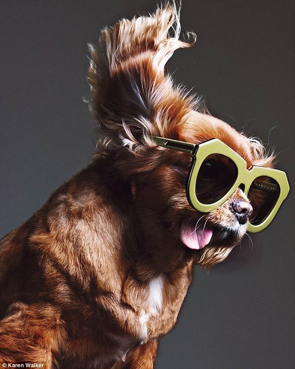 Chú chó không răng vụt sáng thành ngôi sao thời trang - 1