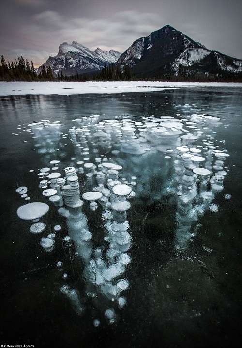 Hiện tượng lạ: Đàn “sứa” băng ở Canada - 1