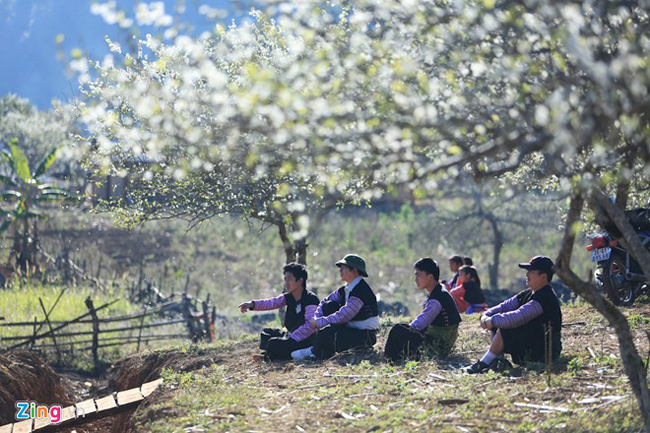 Những người đàn ông dân tộc Mông nghỉ ngơi dưới tán cây hoa mận.
