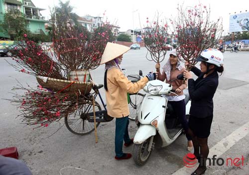 Hoa đào bắt đầu tràn về phố - 10