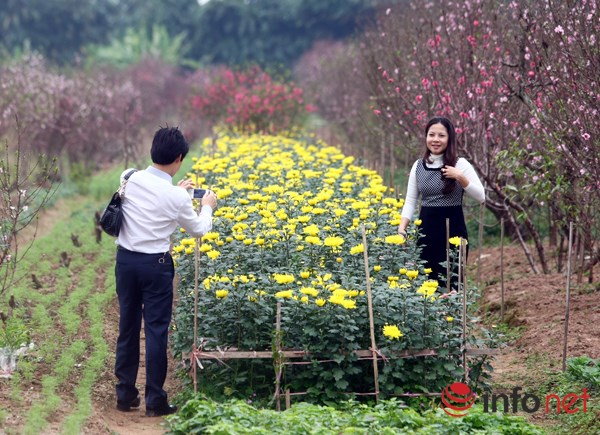 Hoa đào bắt đầu tràn về phố - 2