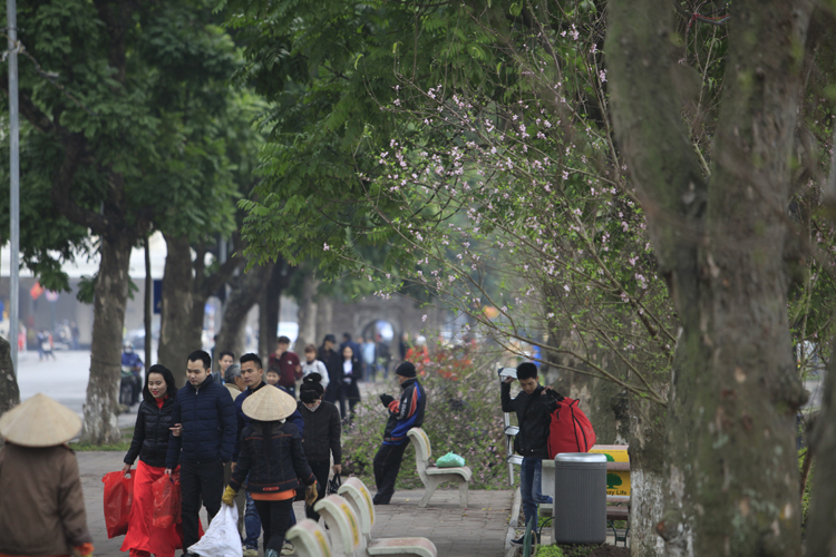 Gần 70 cây hoa đào đang được trồng trên vỉa hè đường Đinh Tiên Hoàng giáp với Hồ Gươm (Hà Nội) khiến du khách qua đây thích thú ngắm nhìn. 
