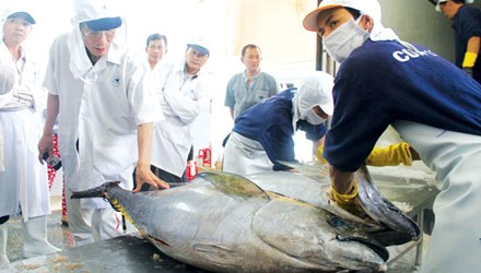 7 con cá ngừ tiếp tục lên sàn đấu giá Nhật: Đắt xắt ra miếng - 1