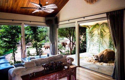 Video: Ăn, ngủ chung với gấu, sư tử - 3