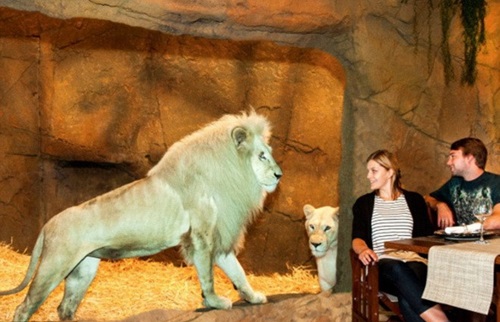 Video: Ăn, ngủ chung với gấu, sư tử - 2