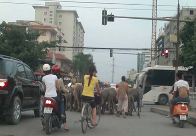 Lâu lâu cho đàn trâu lên thành phố giải ngố
