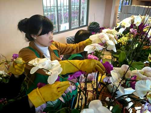 Phong lan hơn 60 triệu đồng/chậu vẫn đắt khách ở Hà Nội - 2