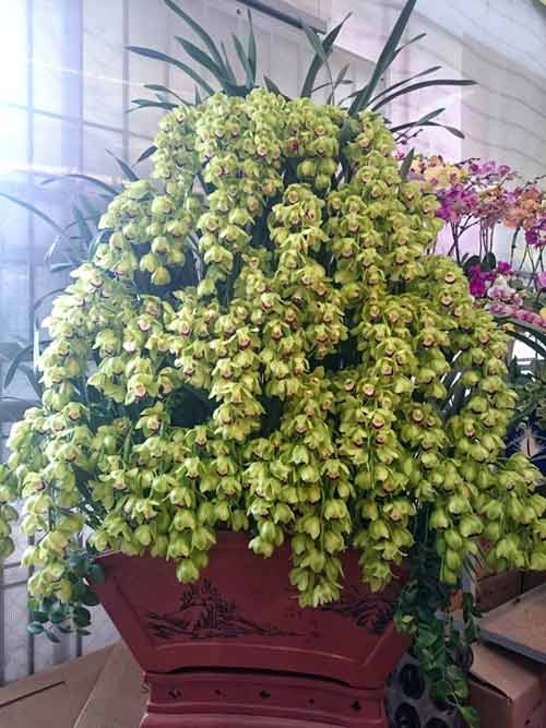 Phong lan hơn 60 triệu đồng/chậu vẫn đắt khách ở Hà Nội - 10