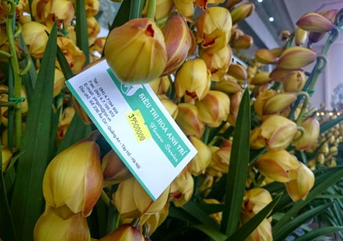 Phong lan hơn 60 triệu đồng/chậu vẫn đắt khách ở Hà Nội - 9