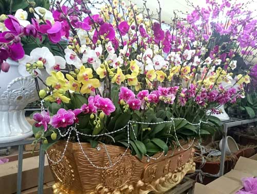 Phong lan hơn 60 triệu đồng/chậu vẫn đắt khách ở Hà Nội - 6