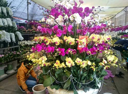 Phong lan hơn 60 triệu đồng/chậu vẫn đắt khách ở Hà Nội - 5