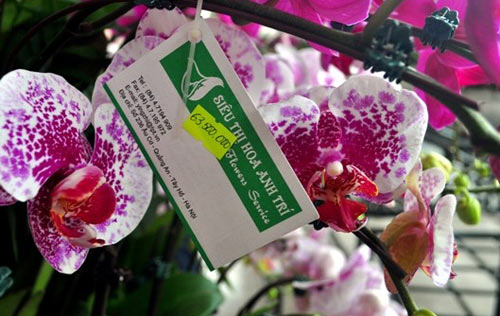 Phong lan hơn 60 triệu đồng/chậu vẫn đắt khách ở Hà Nội - 4