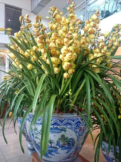 Phong lan hơn 60 triệu đồng/chậu vẫn đắt khách ở Hà Nội - 8