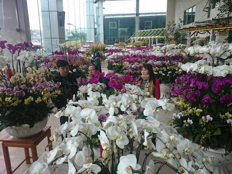 Phong lan hơn 60 triệu đồng/chậu vẫn đắt khách ở Hà Nội - 1