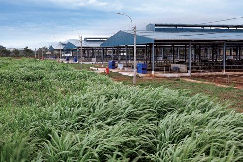 Vinamilk thu mua sữa bò tươi nguyên liệu của nông dân tăng gần 22% - 4