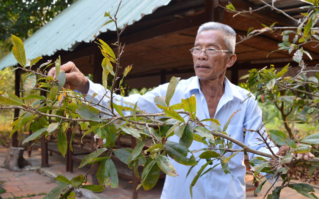 Hé lộ "bí kíp" đặc trị hoa mai rụng của lão nông miền Tây - 1
