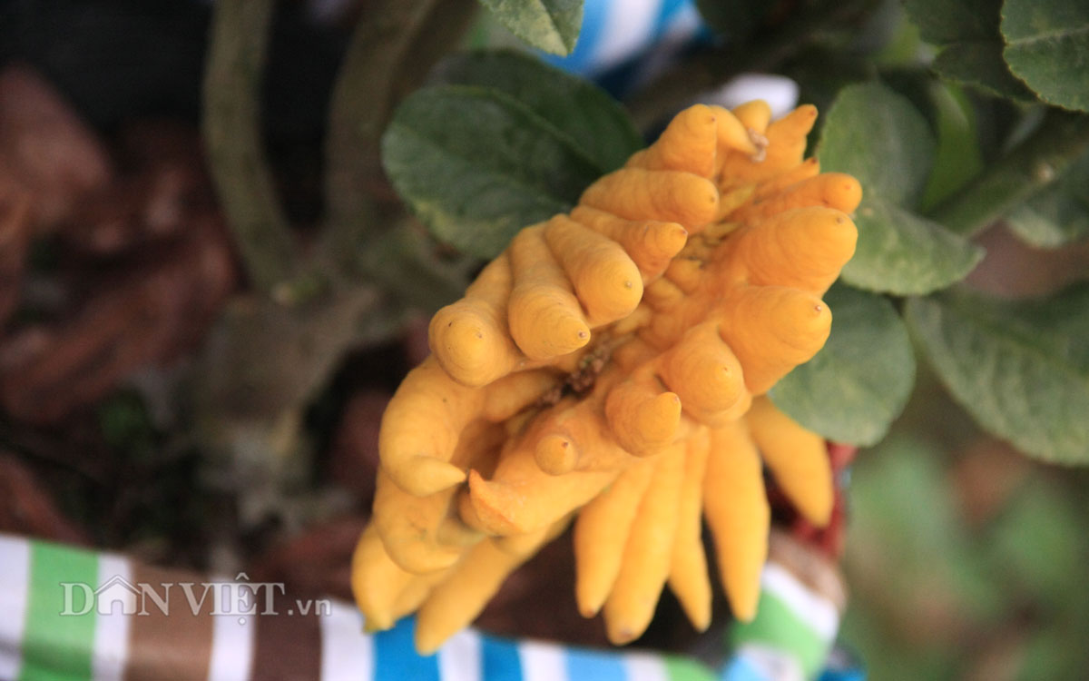 Phật thủ bonsai “bàn tay chắp” cực lạ giá hơn chục triệu - 1