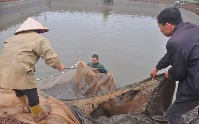 Về vựa cá chép đỏ lớn nhất miền Bắc - 2