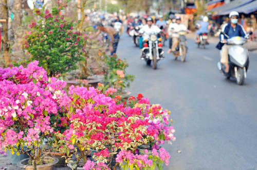 Sài Gòn rực rỡ sắc hoa ngày cận Tết - 1