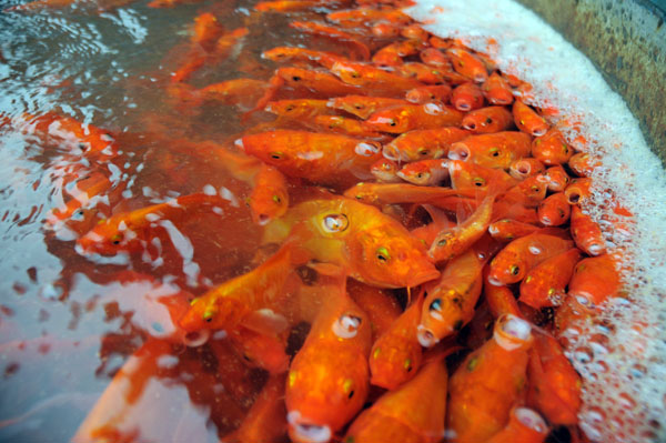 “Phương tiện” của Táo Quân tập kết về chợ cá lớn nhất Thủ đô - 7