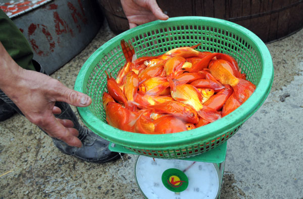 “Phương tiện” của Táo Quân tập kết về chợ cá lớn nhất Thủ đô - 10