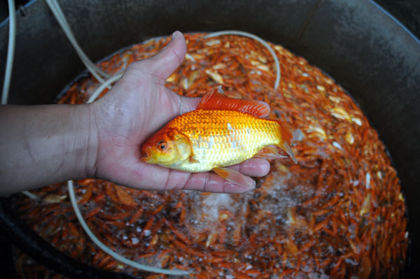 “Phương tiện” của Táo Quân tập kết về chợ cá lớn nhất Thủ đô - 8