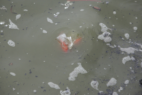 Cá chép bị tóm gọn sau khi được tiễn lên trời - 6