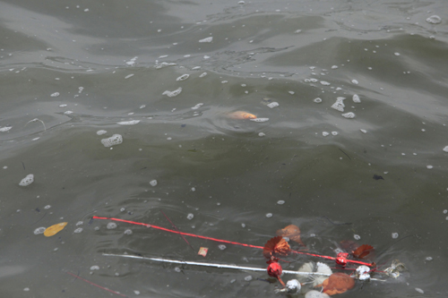 Cá chép bị tóm gọn sau khi được tiễn lên trời - 9